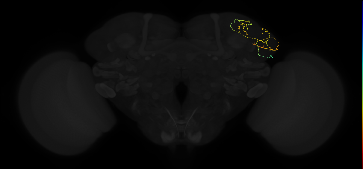 adult lateral horn AV6a6 neuron