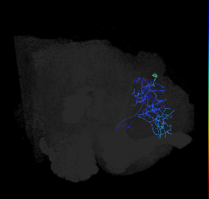 LHAV6b2_a_R (FlyEM-HB:514375643)