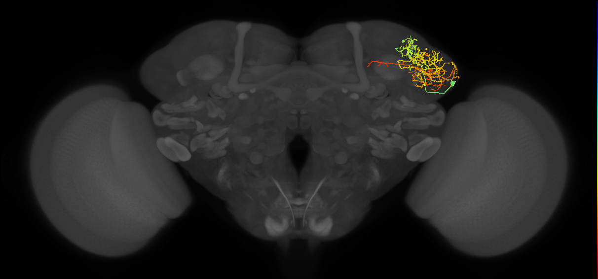 LHAV6b2_a_R (FlyEM-HB:514375643)