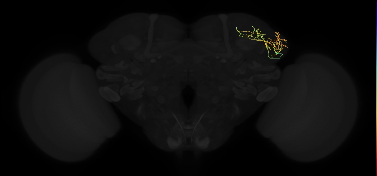 adult lateral horn AV6b2 neuron