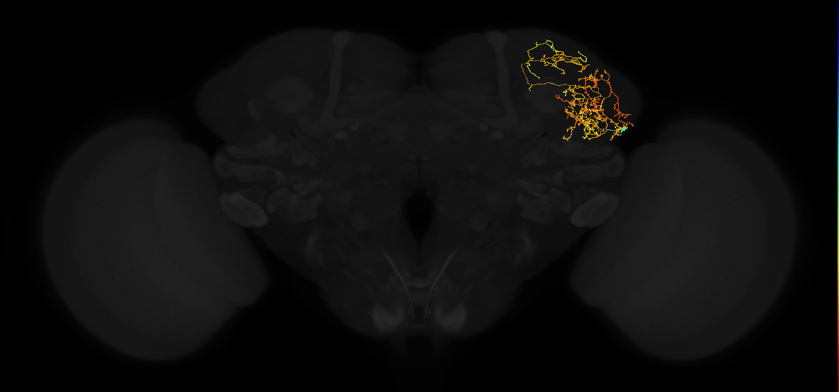adult lateral horn AV6b4 neuron