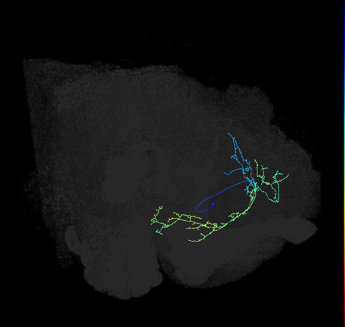 adult lateral horn AV6c1 neuron