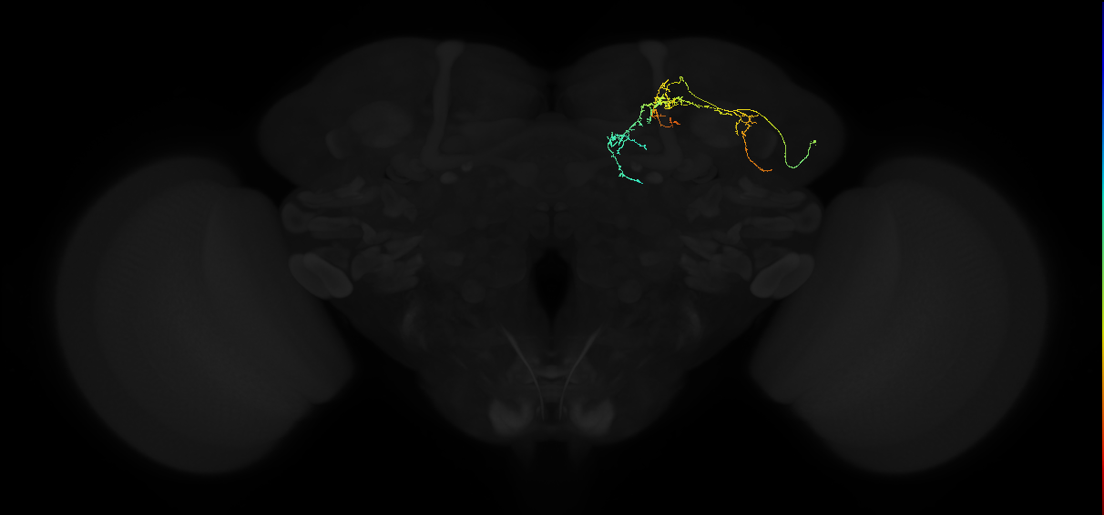 adult lateral horn AV6c1 neuron