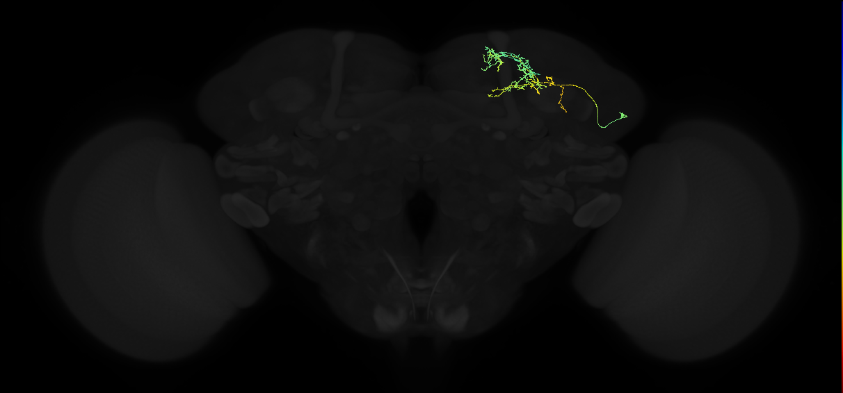 adult lateral horn AV6d1 neuron