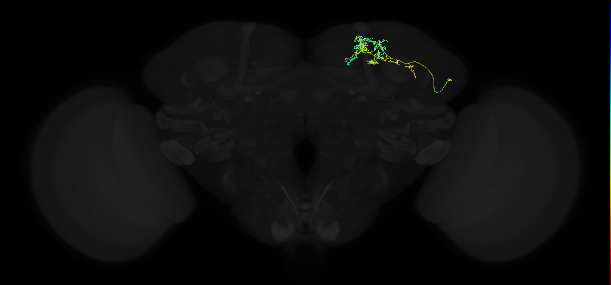 adult lateral horn AV6d1 neuron