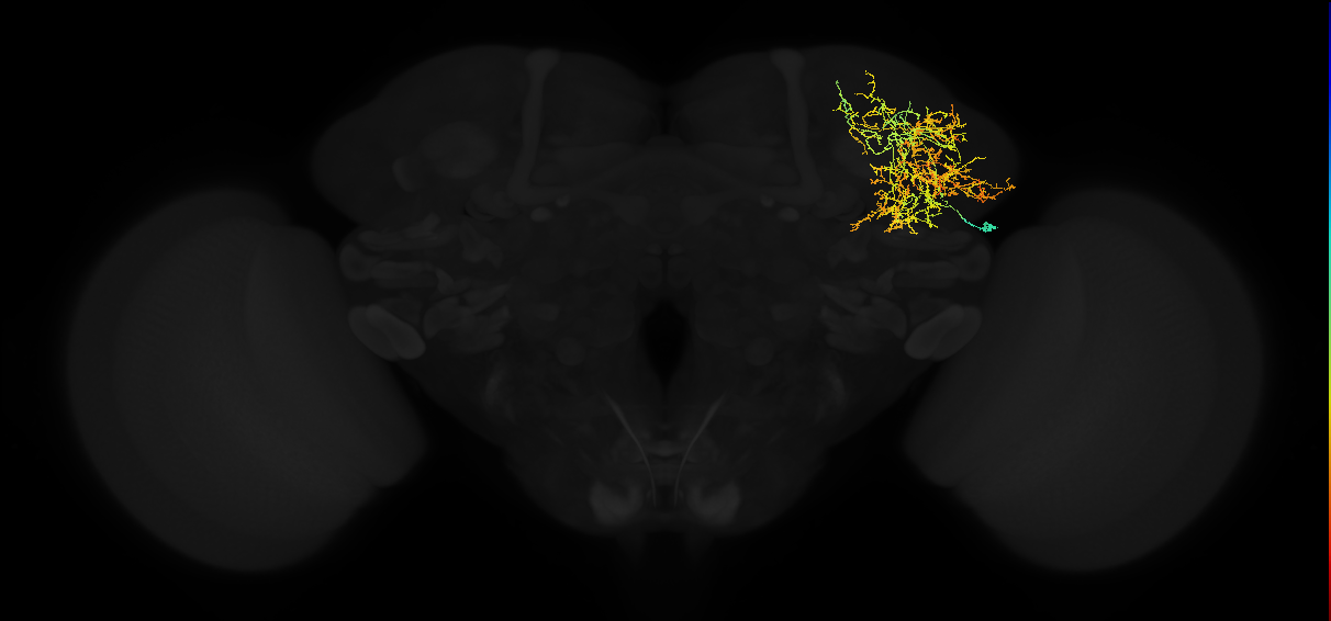 adult lateral horn AV6e1 neuron