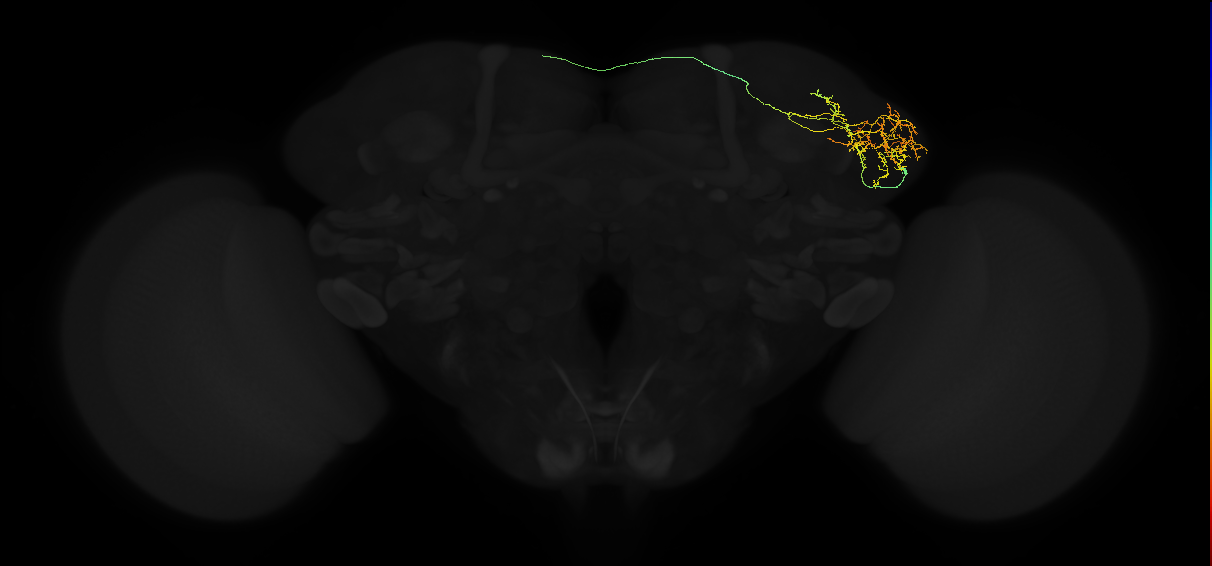 adult lateral horn AV6f1 neuron