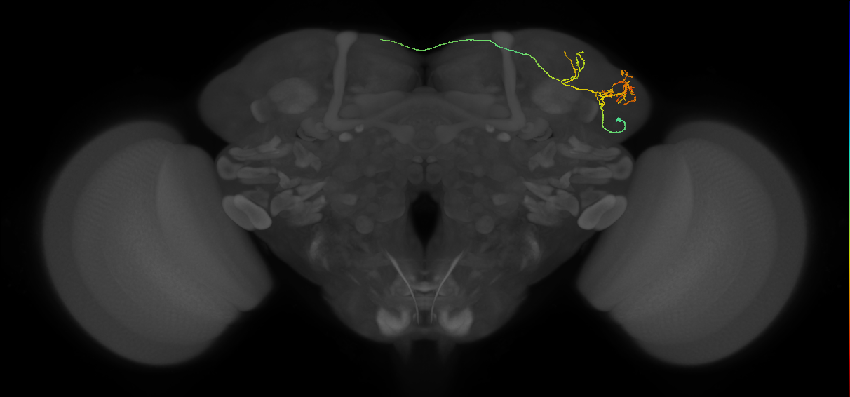 LHAV6f3_a_R (FlyEM-HB:5813040093)