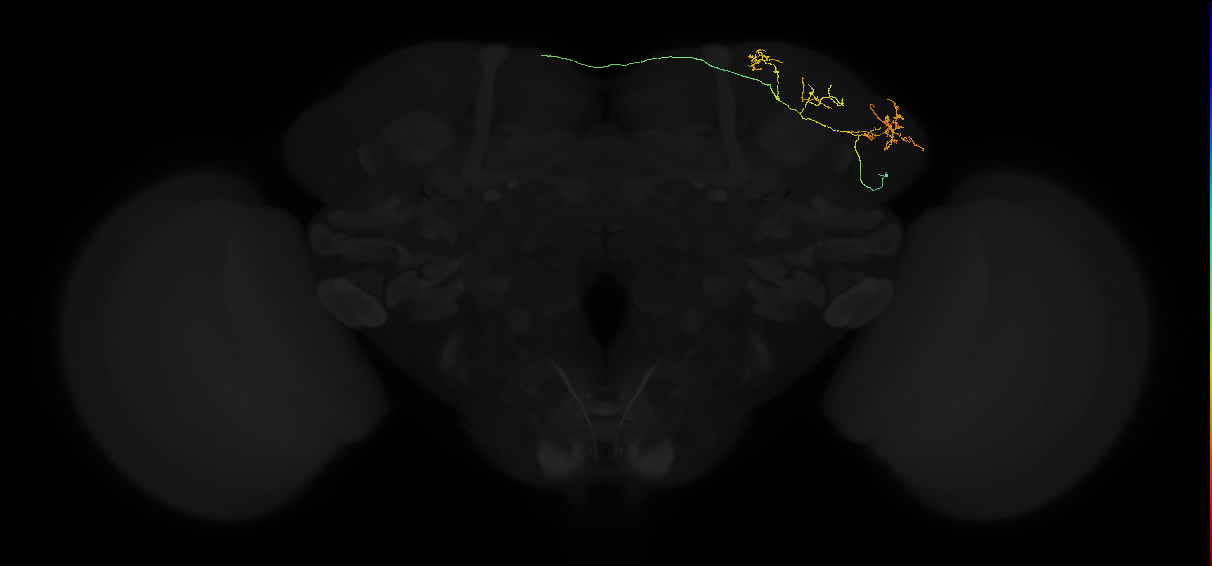 adult lateral horn AV6f3 neuron