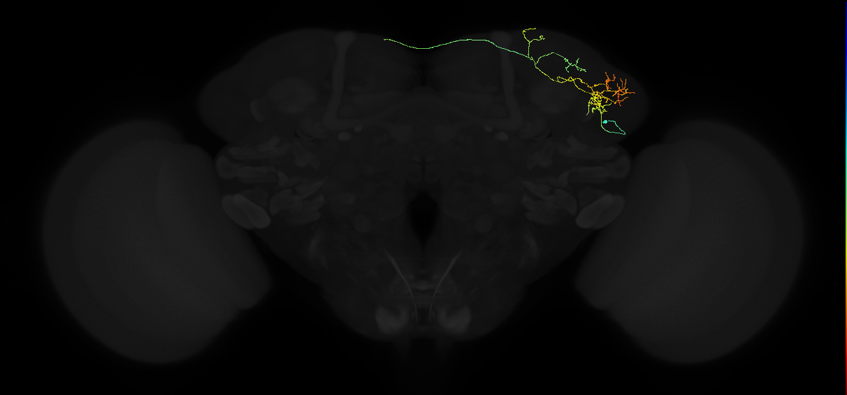 adult lateral horn AV6f3 neuron