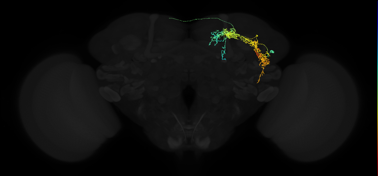 adult lateral horn AV6g1 neuron