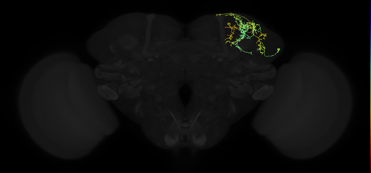 adult lateral horn AV6h1 neuron