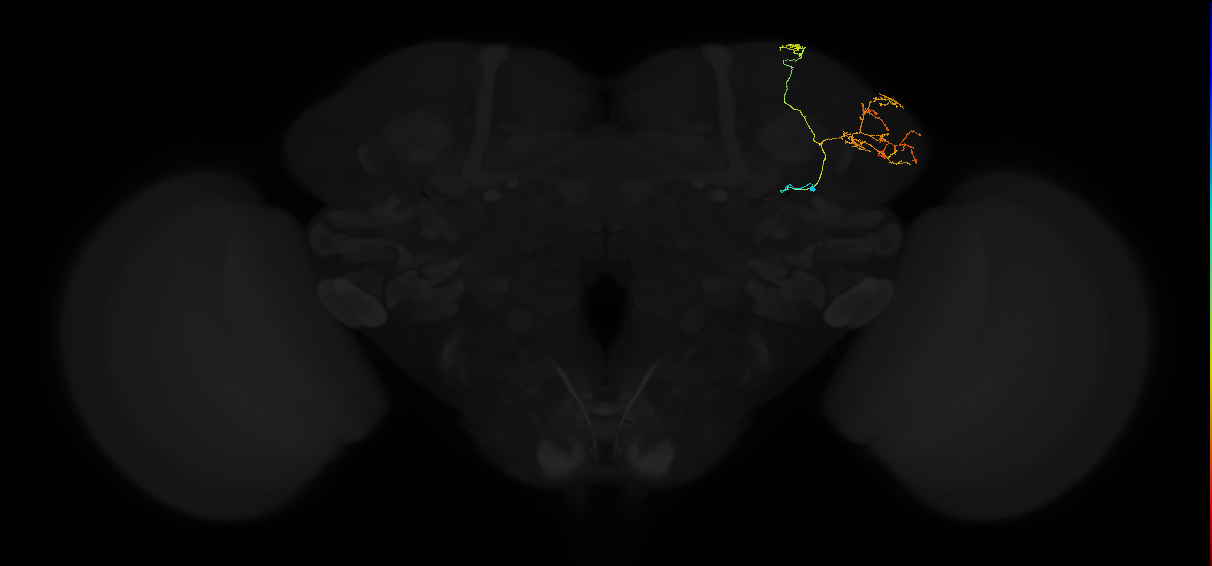 adult lateral horn AV7a1 neuron