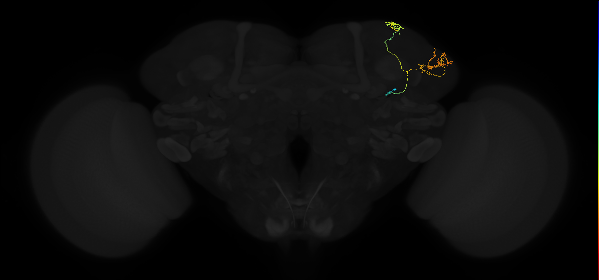 adult lateral horn AV7a1 neuron