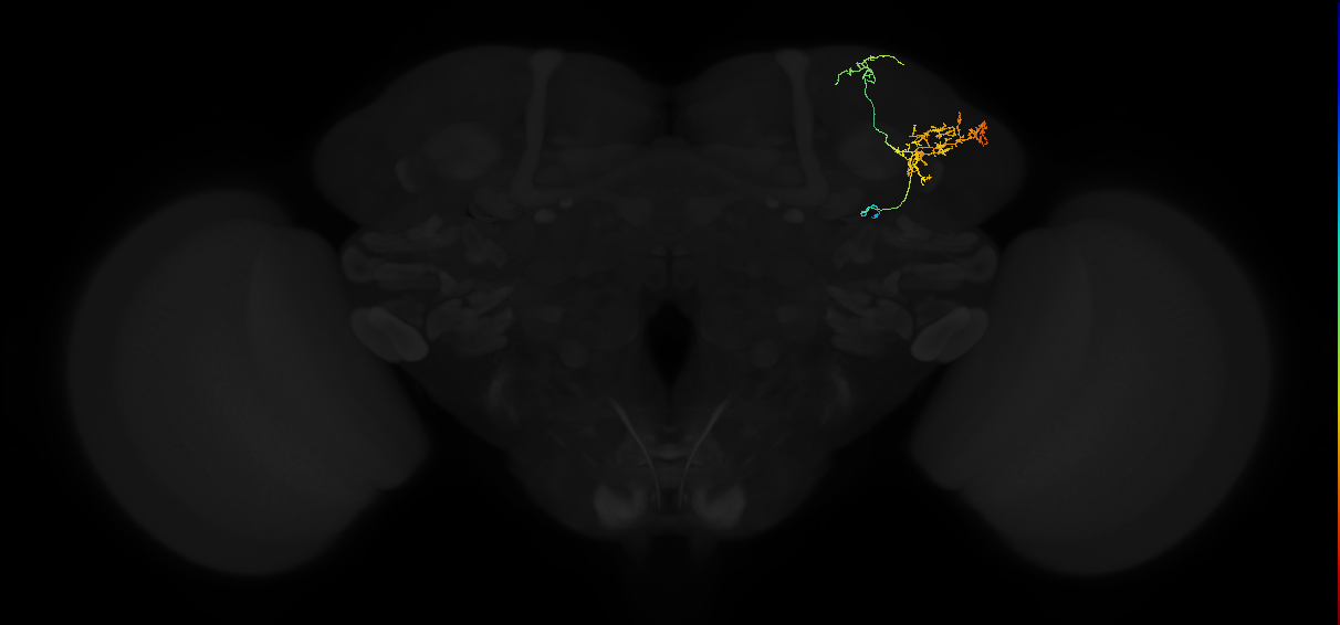 adult lateral horn AV7a2 neuron