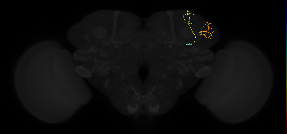 adult lateral horn AV7a3 neuron