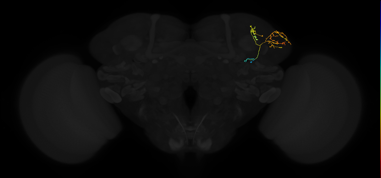adult lateral horn AV7a4 neuron