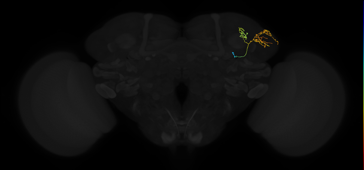 adult lateral horn AV7a4 neuron