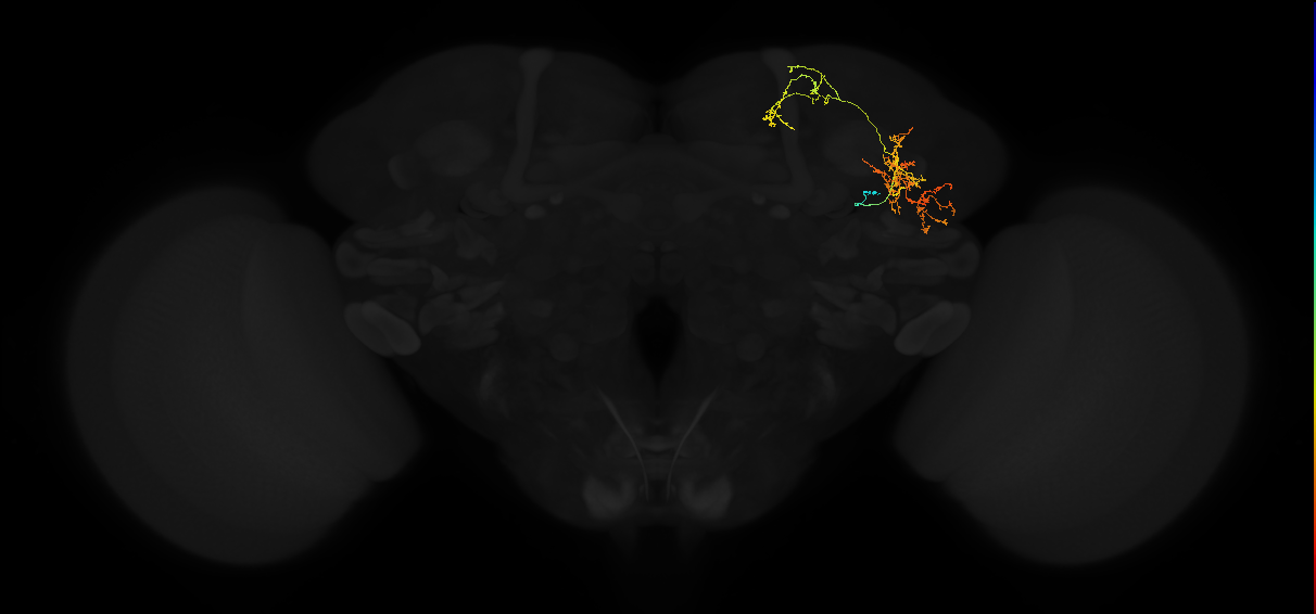 adult lateral horn AV7a6 neuron
