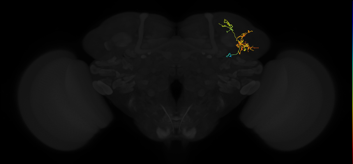 adult lateral horn AV7a7 neuron