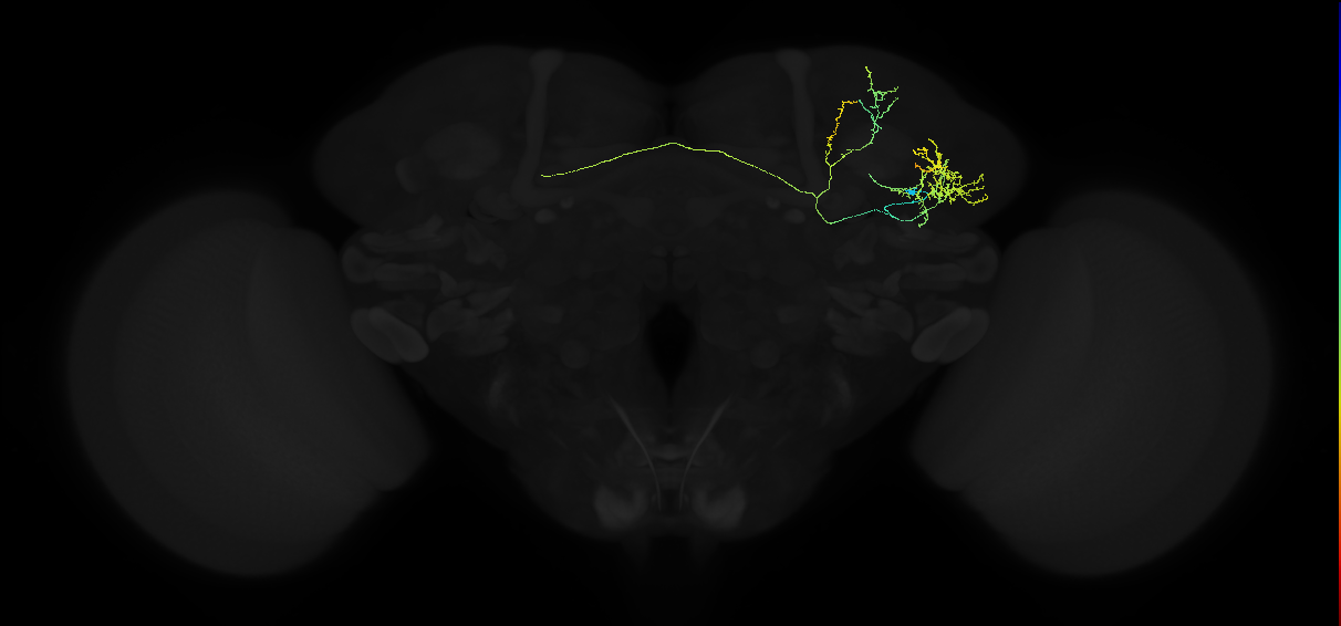 adult lateral horn AV7 neuron