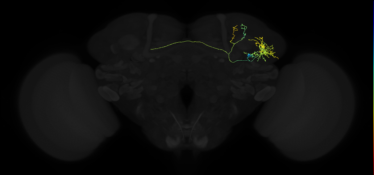 adult lateral horn AV7b1 neuron