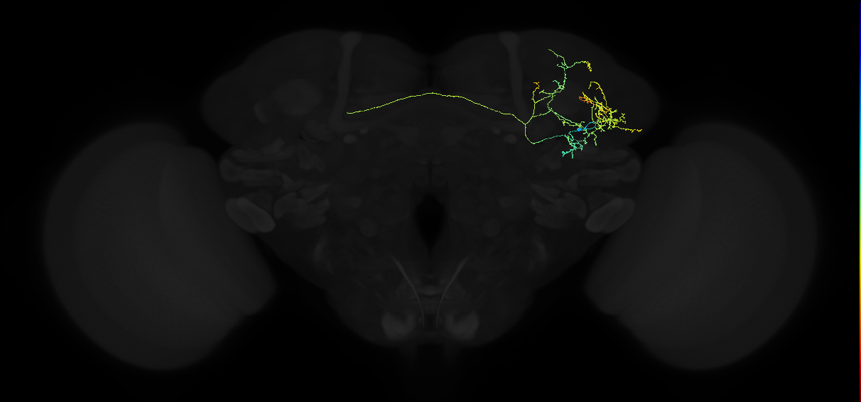adult lateral horn AV7b2 neuron