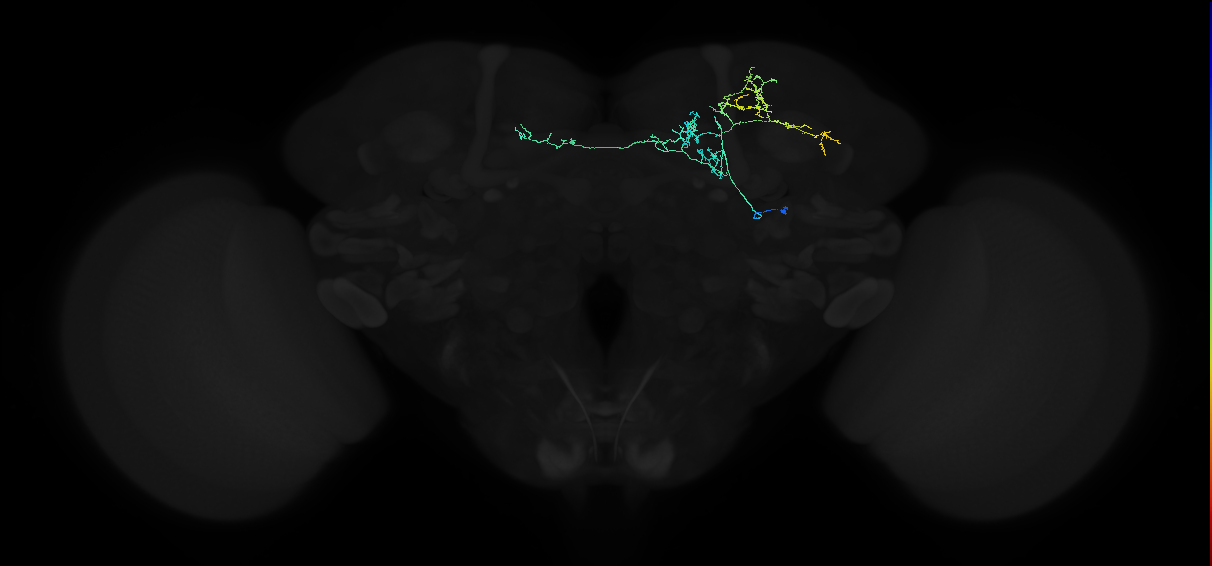 adult lateral horn AV9 neuron