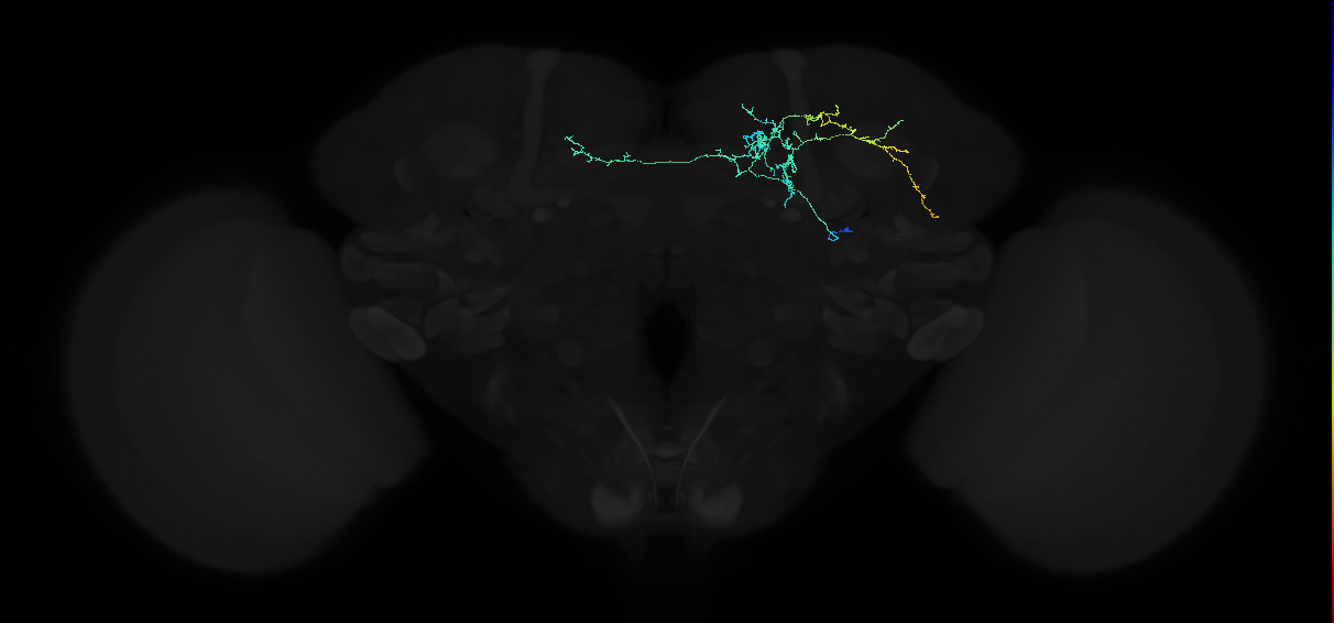 adult lateral horn AV9a1 neuron