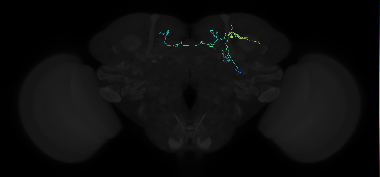 adult lateral horn AV9 neuron