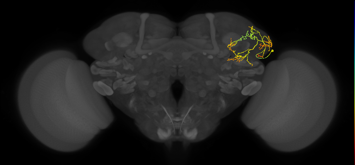 LHCENT13_b_R (FlyEM-HB:700884019)