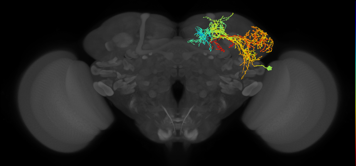 LHCENT8_R (FlyEM-HB:511271574)