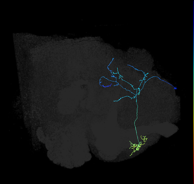 LHPD2a7_R (FlyEM-HB:695500178)