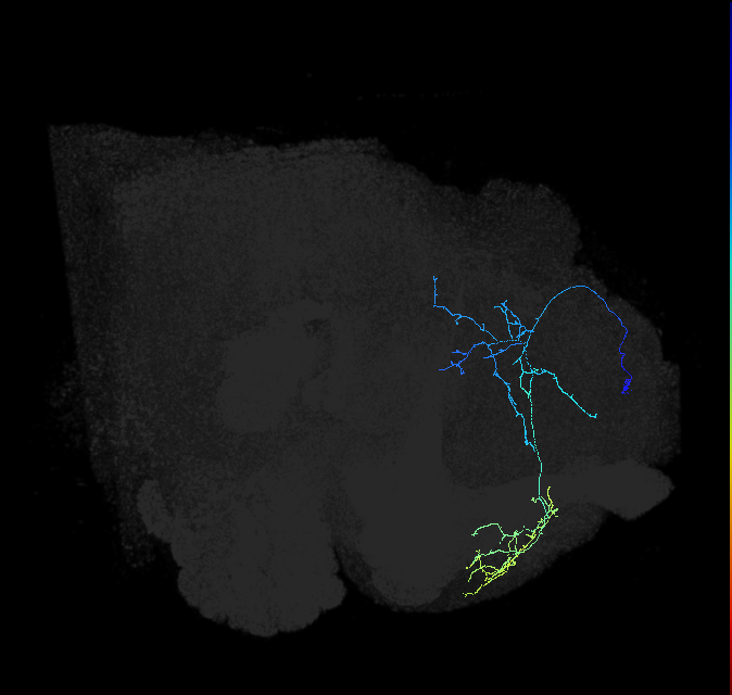 LHPD2c2_R (FlyEM-HB:418516266)