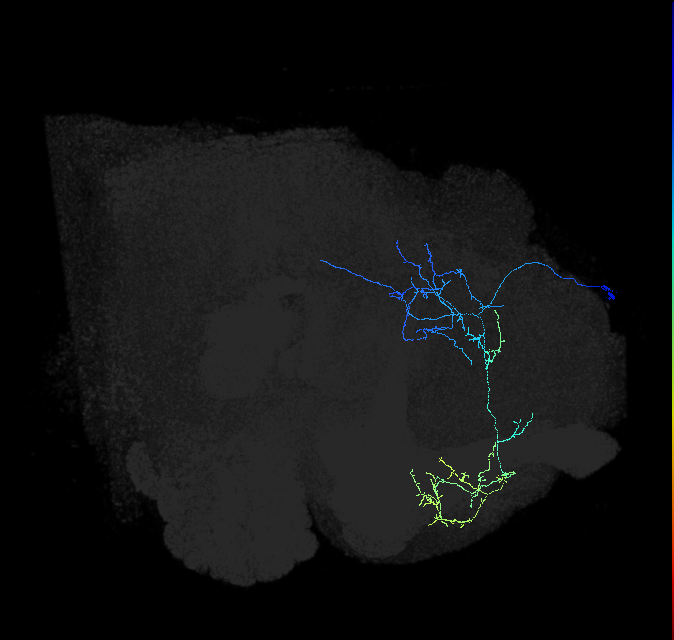 LHPD2c2_R (FlyEM-HB:540967864)