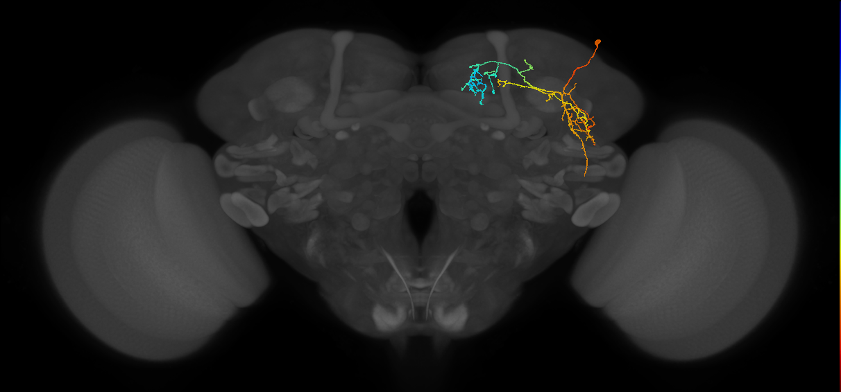 LHPD2c2_R (FlyEM-HB:540967864)