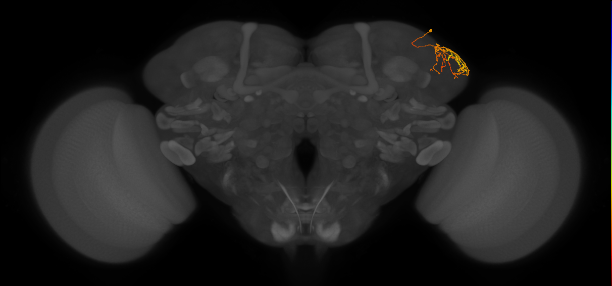 LHPD3a2_b_R (FlyEM-HB:480577646)