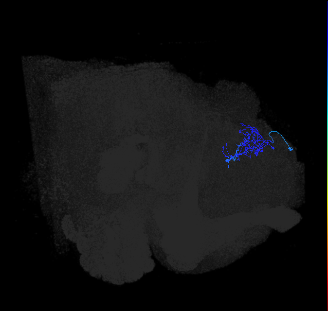 LHPD3a4_b_R (FlyEM-HB:5813035164)