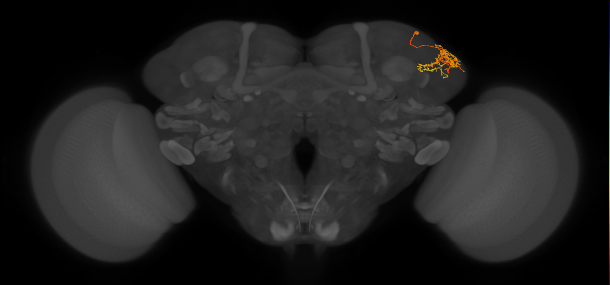 LHPD3a4_b_R (FlyEM-HB:5813035164)