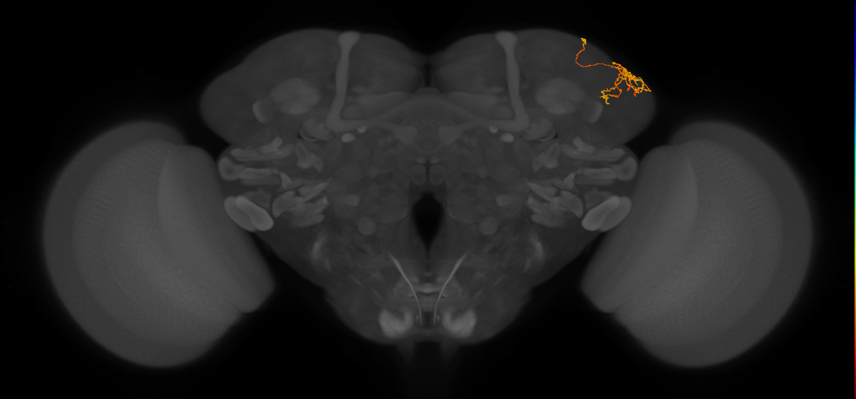 LHPD3a4_c_R (FlyEM-HB:480918798)