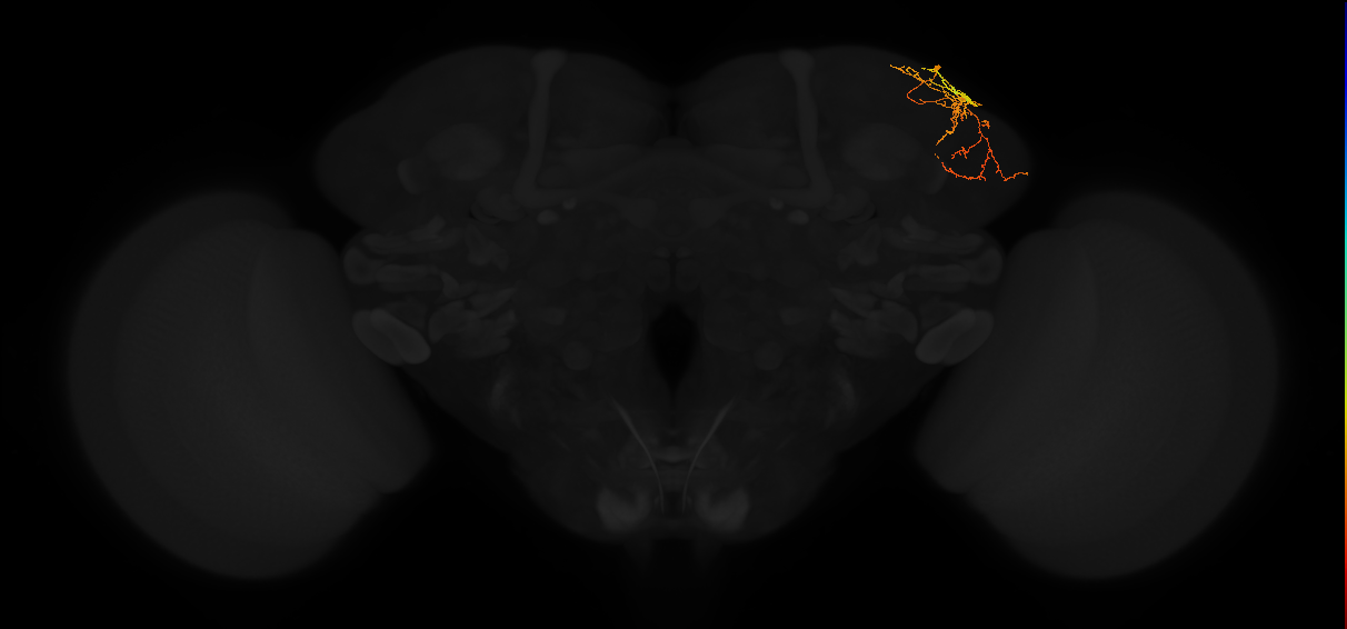 adult lateral horn PD3 neuron