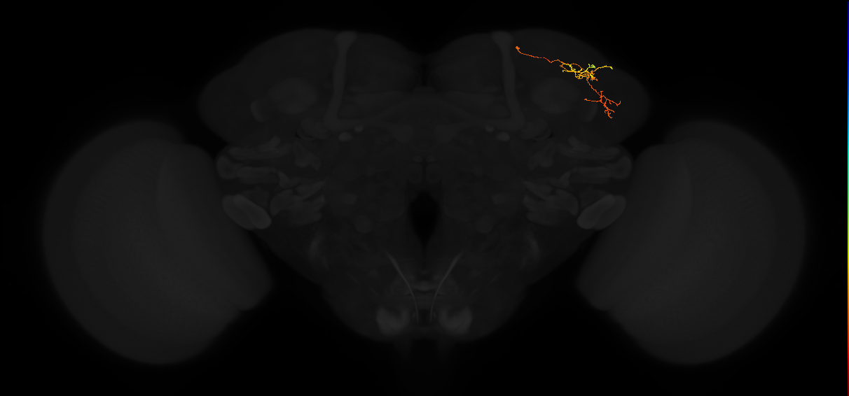 adult lateral horn PD4b1 neuron
