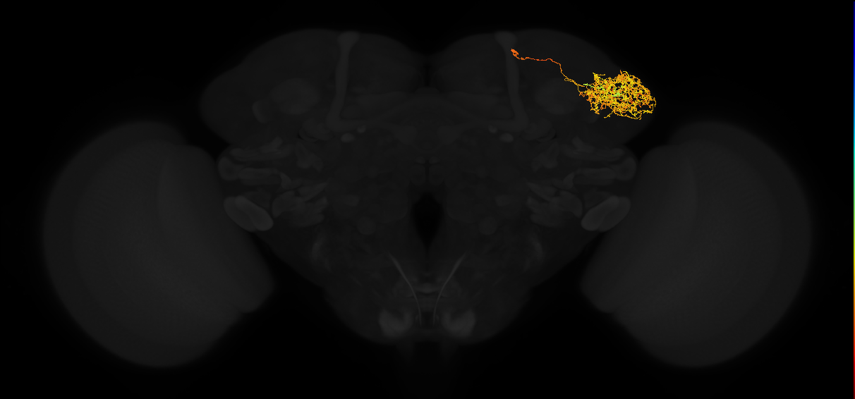 adult lateral horn PD4d1 neuron
