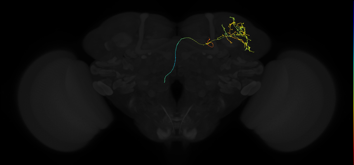 adult lateral horn PV11 neuron