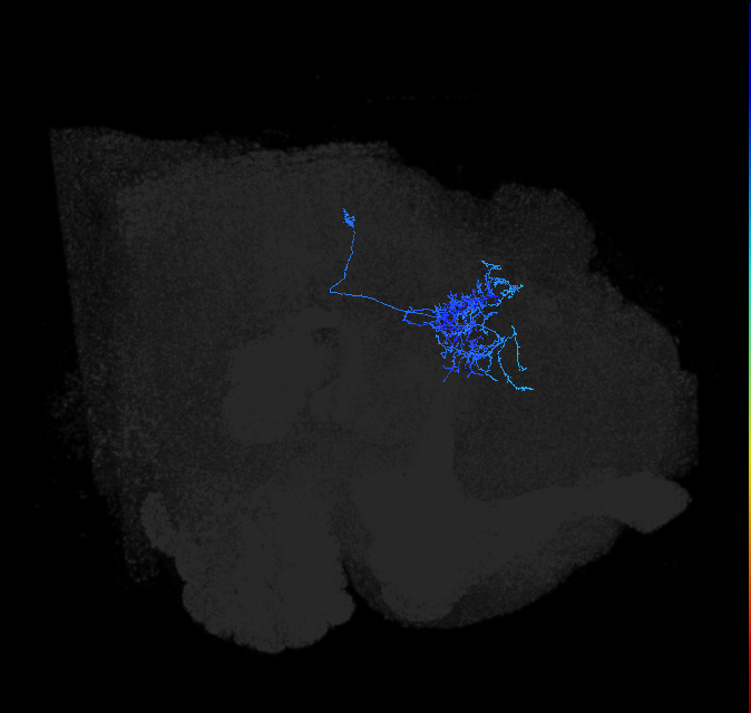 adult lateral horn PV2a1 neuron