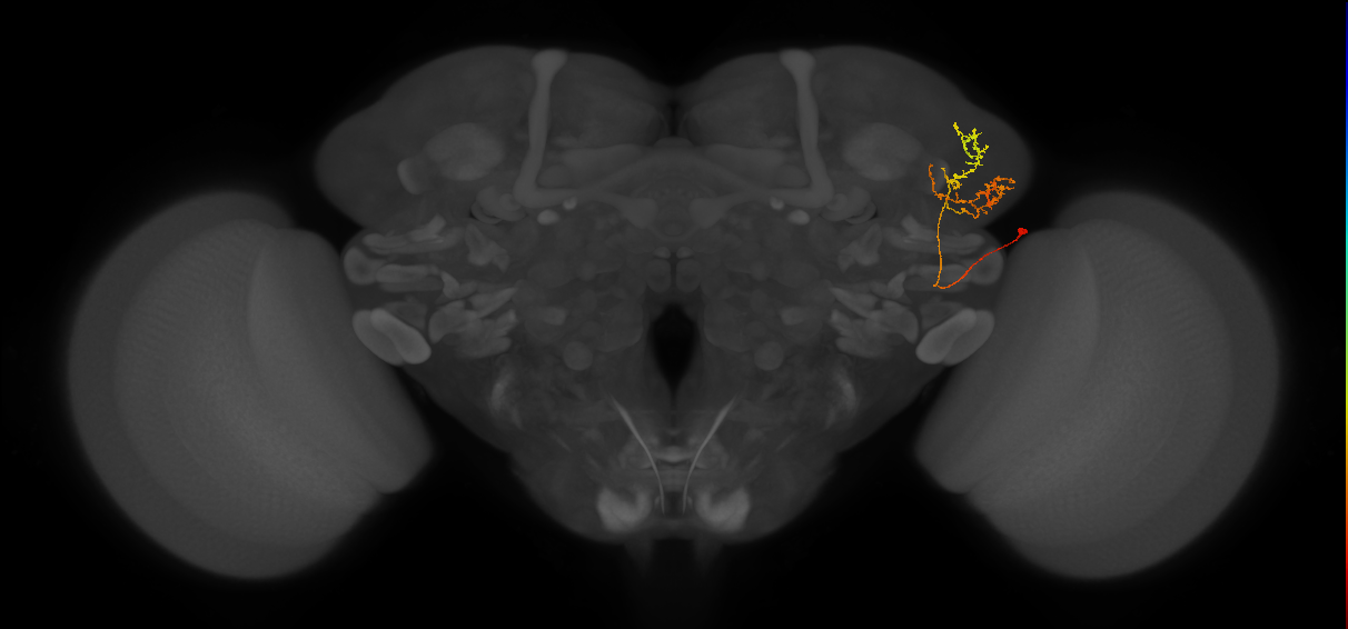 LHPV2b3_R (FlyEM-HB:944371051)