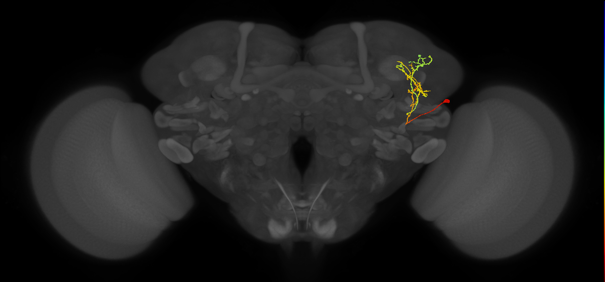 LHPV2c5_R (FlyEM-HB:763652770)