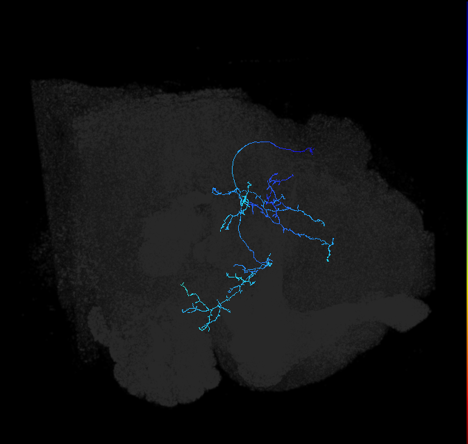 adult lateral horn PV2e2 neuron