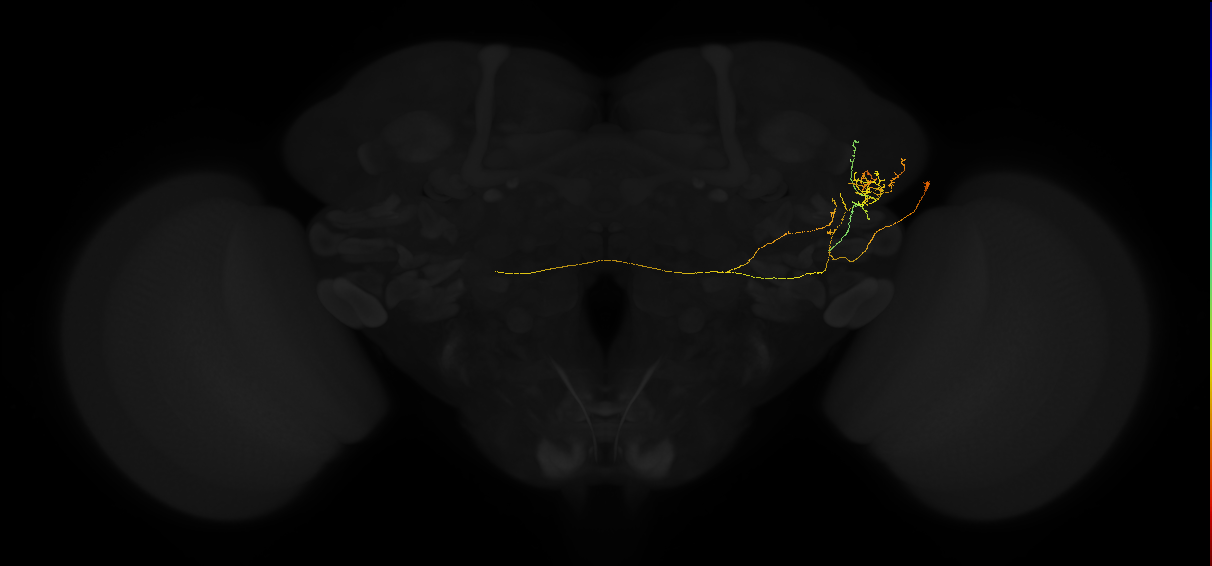 adult lateral horn PV3a3 neuron
