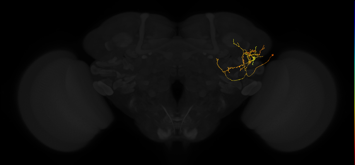 adult lateral horn PV3 neuron